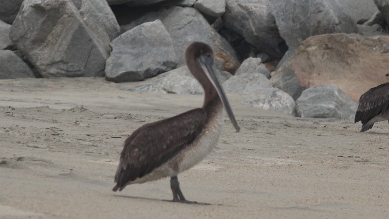 A pelican stands on pale sand in San Jose Del Cabo, Mexico, with gray rocks behind it and no visible people.