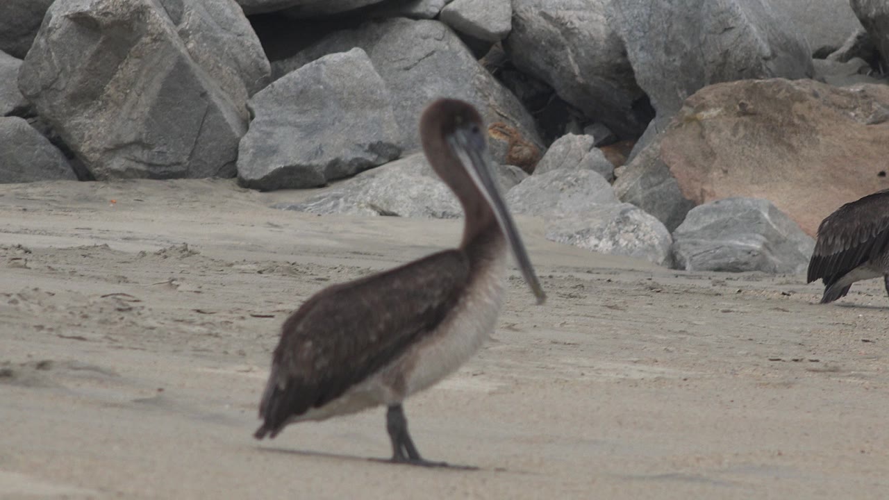 The pelican remains on the sandy beach in San Jose Del Cabo, Mexico, with its long bill lowered and no visible people.