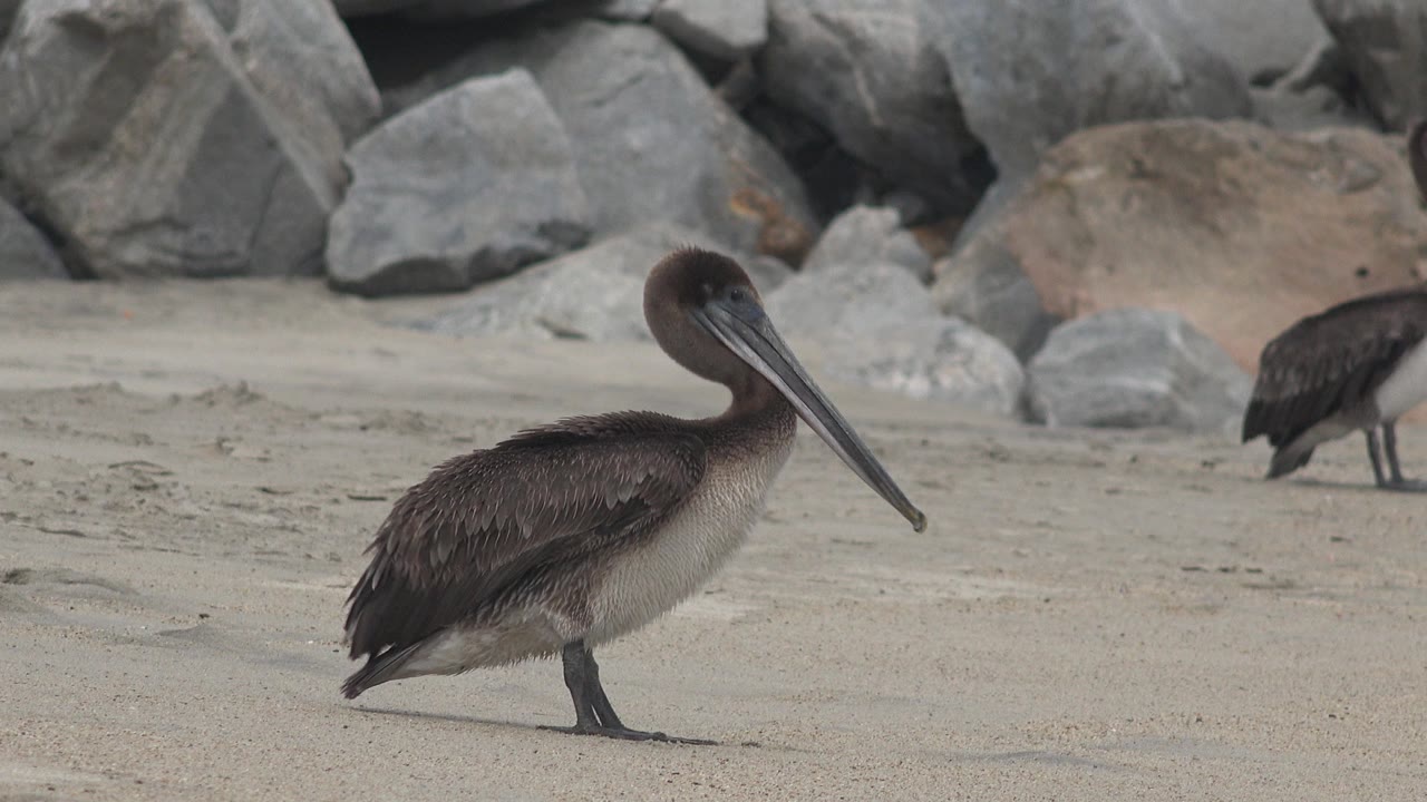 At 0:00, two dark long-beaked birds stand on pale sand in San Jose Del Cabo, Mexico, with gray rocks behind them and no visible people.