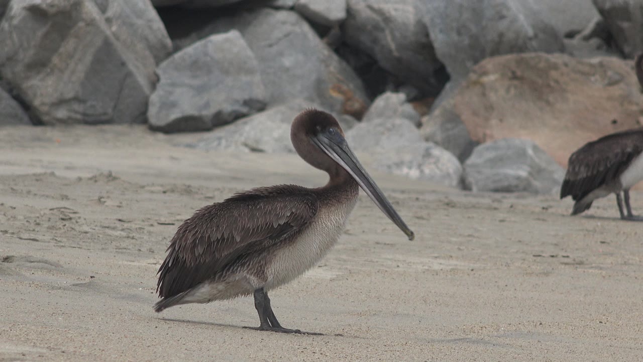 At 0:01, the foreground bird faces left on the sandy shore while a second dark bird remains farther back near the rocks in San Jose Del Cabo, Mexico, with no visible people.