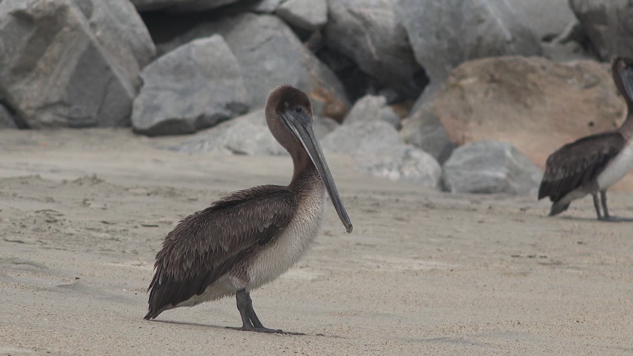 Long-beaked bird standing upright on sand with rocks in the background.