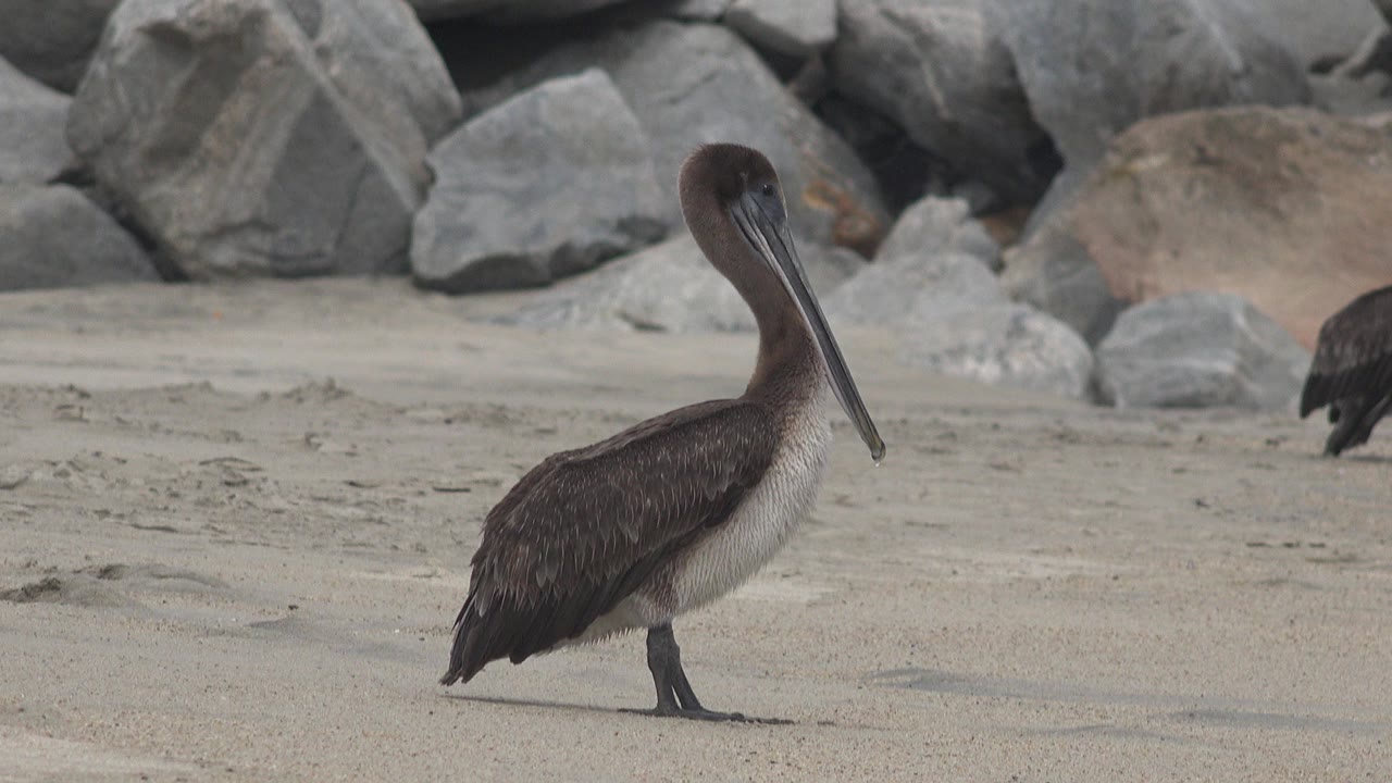 A grey-brown pelican stands in profile on a sandy beach in San Jose del Cabo, Mexico, with gray rocks behind it and no visible people.