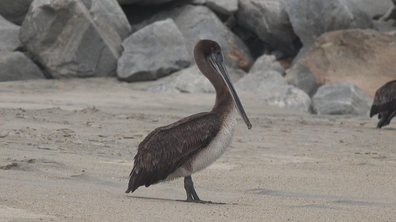The pelican remains upright on the pale sand in San Jose del Cabo, Mexico, with its long bill angled downward and no visible people in the frame.