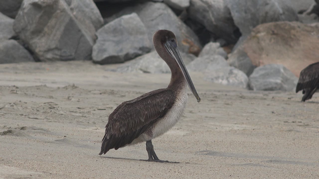 Pelican in side profile on sunlit sand.