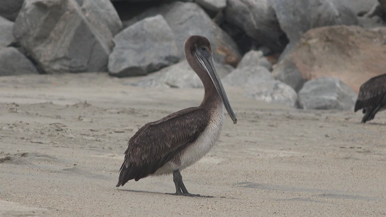 A brown and gray pelican stands on pale sand in San Jose del Cabo, Mexico, with large gray rocks behind it and no visible people.