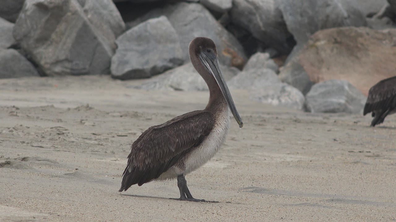 The pelican remains facing right on the sandy beach in San Jose del Cabo, Mexico, with its long bill angled downward and no visible people.