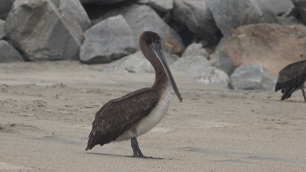 A large brown seabird stands near the left side of a sandy beach frame in San Jose del Cabo, Mexico, with gray rocks behind it and no visible people.