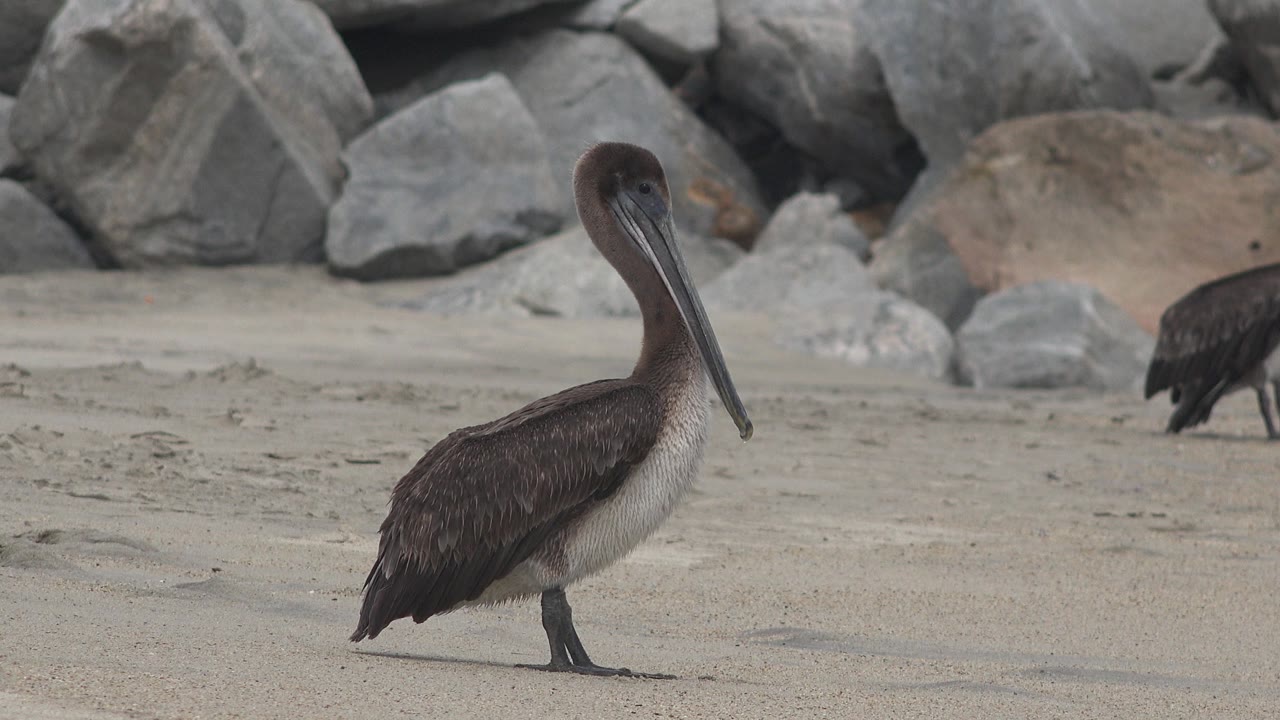 Seabird standing on beach sand with another bird partly visible behind.