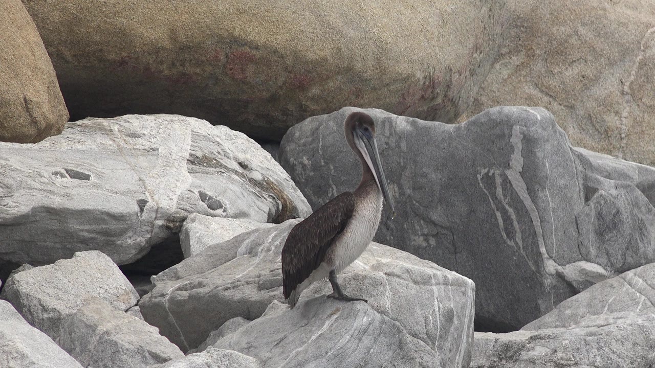 A pelican stands on pale gray rocks in San Jose del Cabo, Mexico, with larger boulders behind it and no visible people.