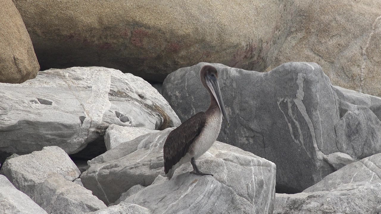 The pelican remains upright on a sloped gray rock, facing left against layered stone in San Jose del Cabo, Mexico, with no visible people.
