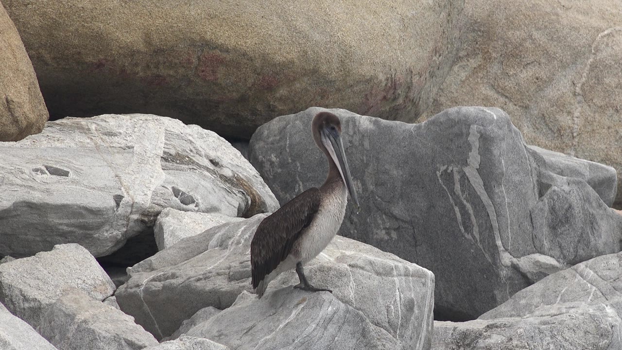 Pelican perched beside streaked rock