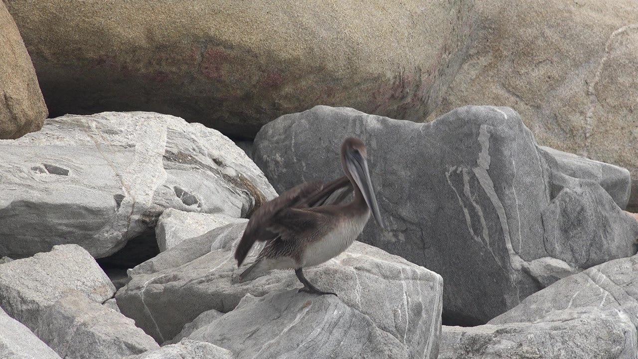 A brown pelican stands on pale gray rocks along the San Jose del Cabo shoreline, with larger boulders behind it and no visible people.