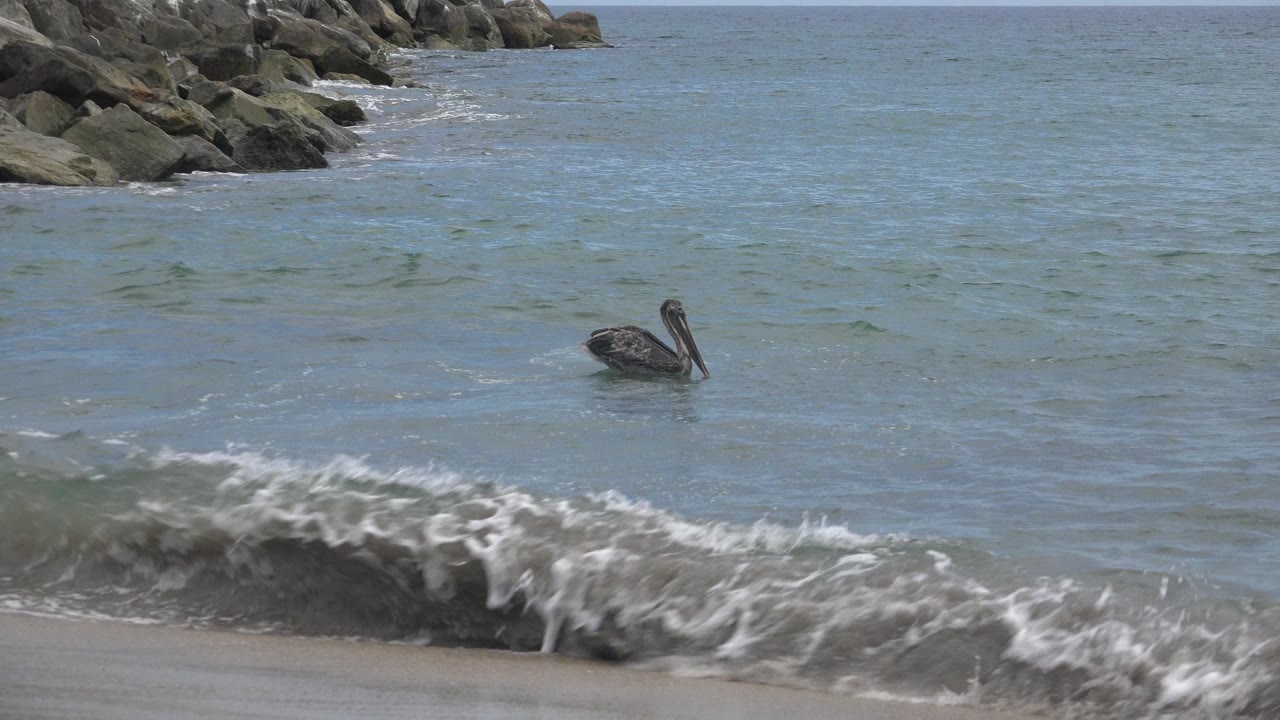 A lone seabird floats in blue-green water near a rocky shoreline in San Jose Del Cabo, Mexico, with a breaking wave in the foreground and no visible people.