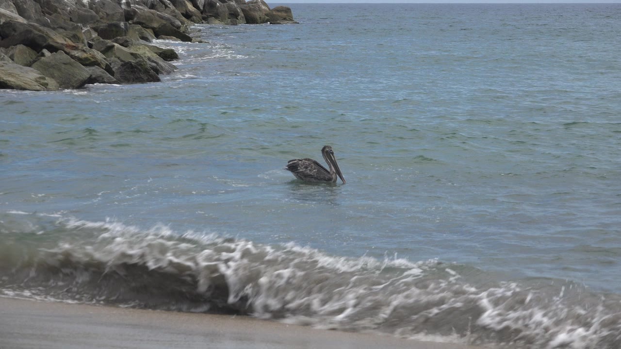 The seabird remains in the midground on coastal water in San Jose Del Cabo, Mexico, while a white wave rolls across the lower frame and no visible people appear.