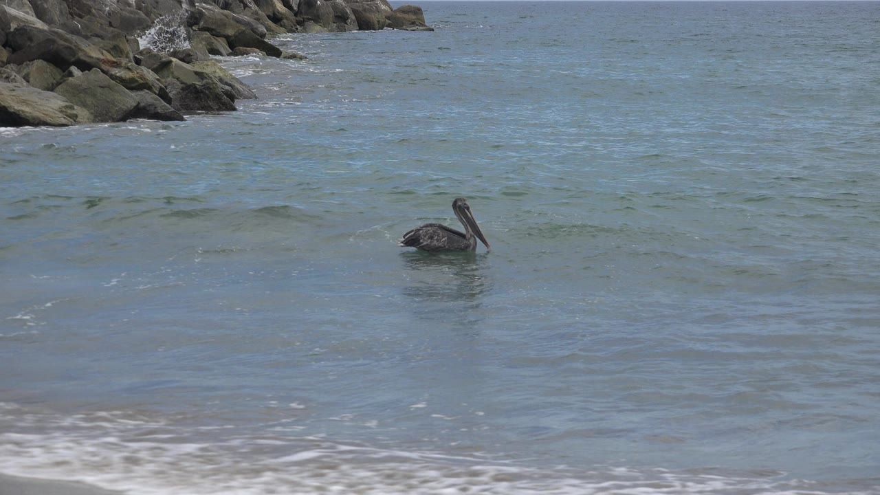 Seabird floating beyond foamy shoreline water.