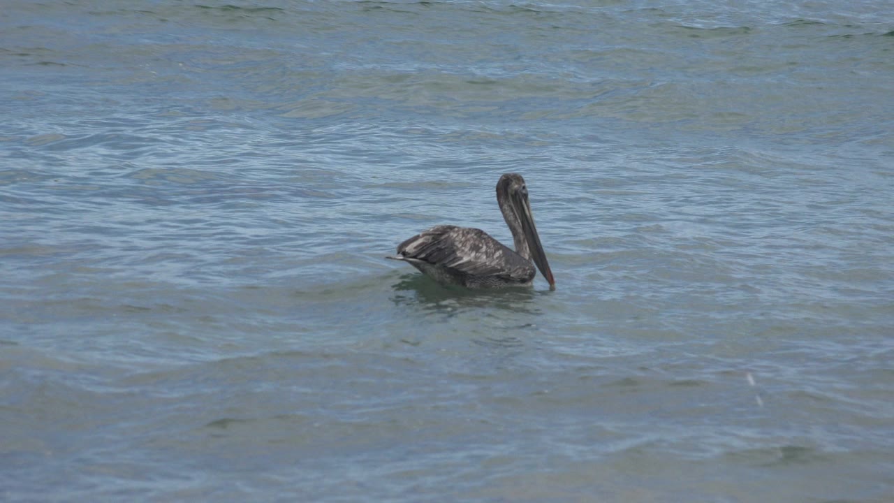A dark gray pelican floats left of center in open blue-green water in San Jose Del Cabo, Mexico, with no visible people.