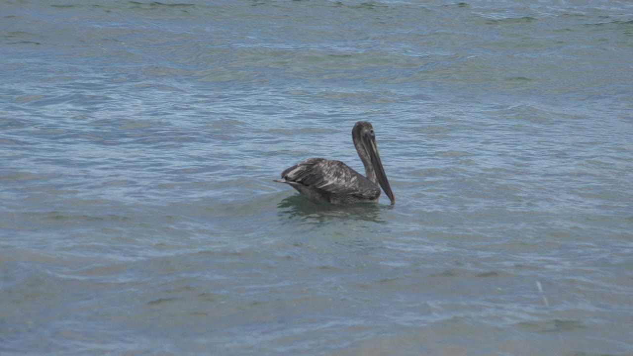 The pelican remains small in the frame while swimming through rippled sea water in San Jose Del Cabo, Mexico, with no visible people.