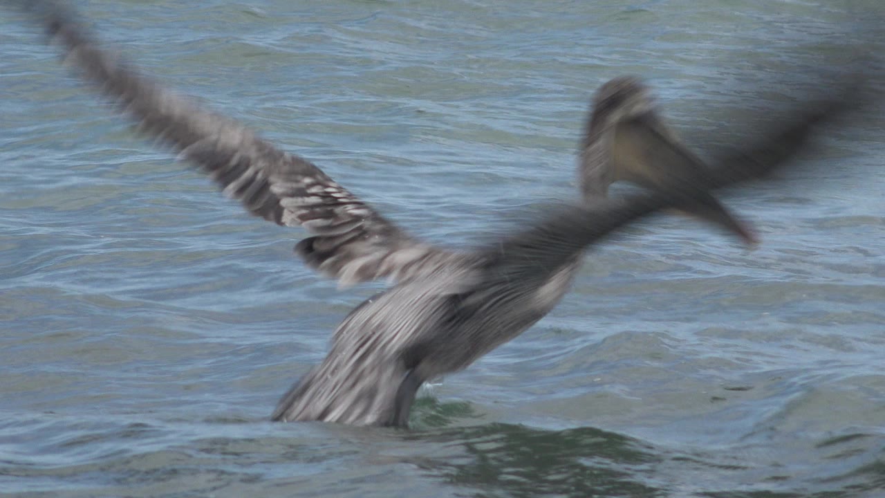 A large water bird rises low over blue-green water in San Jose del Cabo, Mexico, with blurred wing motion and no visible people.