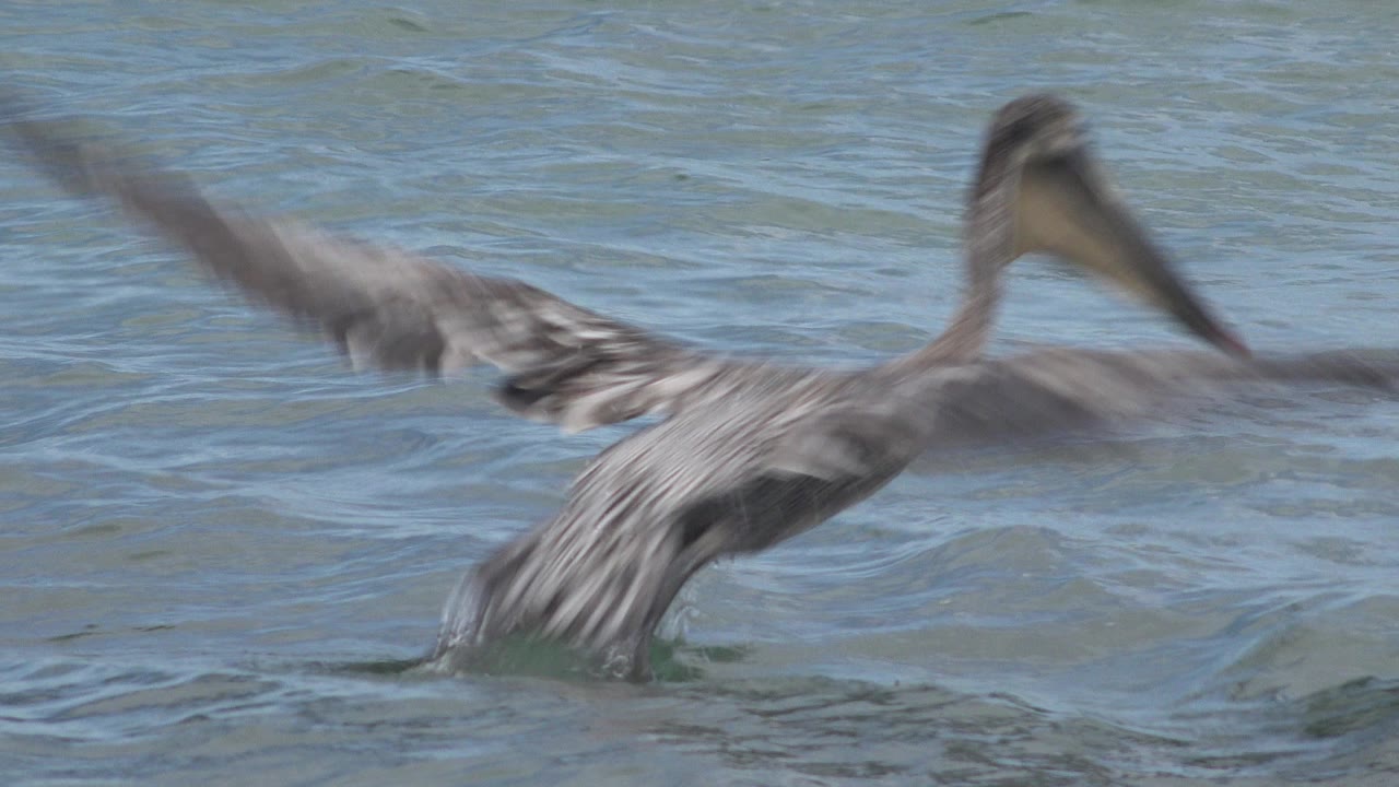 A blurred water bird crosses the frame over rippled water in San Jose del Cabo, Mexico, with motion-heavy wings and no visible people.