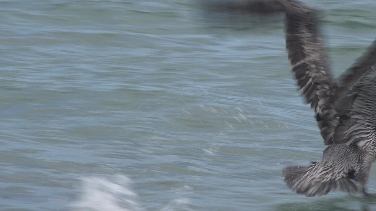 Large bird gliding away above open water