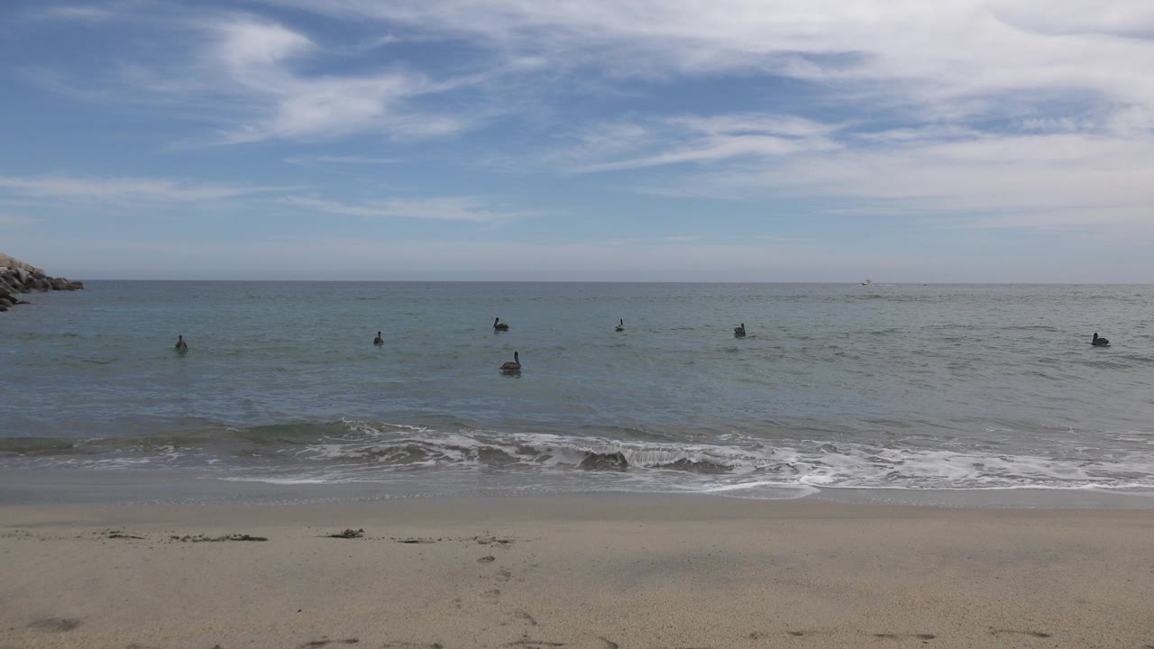 At 0:00, scattered dark birds float offshore beyond a sandy beach in San Jose Del Cabo, Mexico, with small waves at the shore and no visible people.