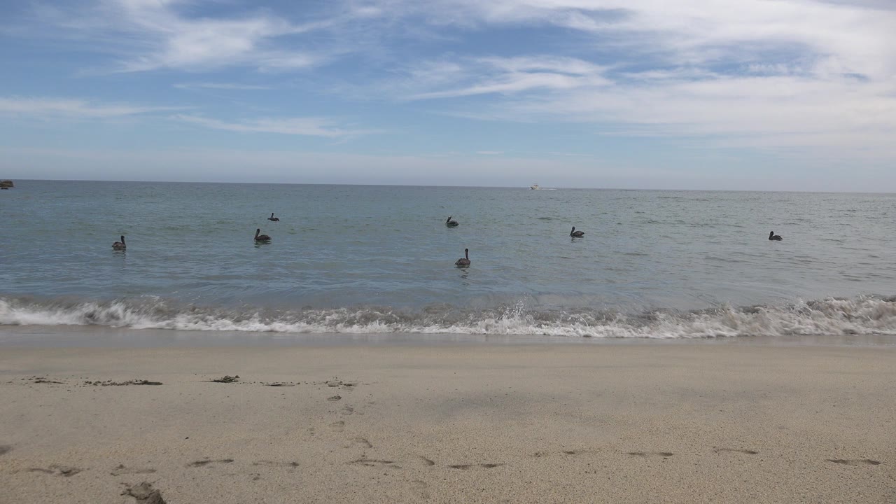 Ducks float in shallow ocean water off San Jose del Cabo, Mexico, with sandy beach in the foreground, a thin surf line, blue sky, and no visible people.