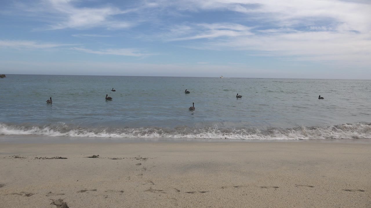 Multiple ducks sit beyond the shore break in San Jose del Cabo, Mexico, while a low foamy wave crosses the foreground and no visible people appear.