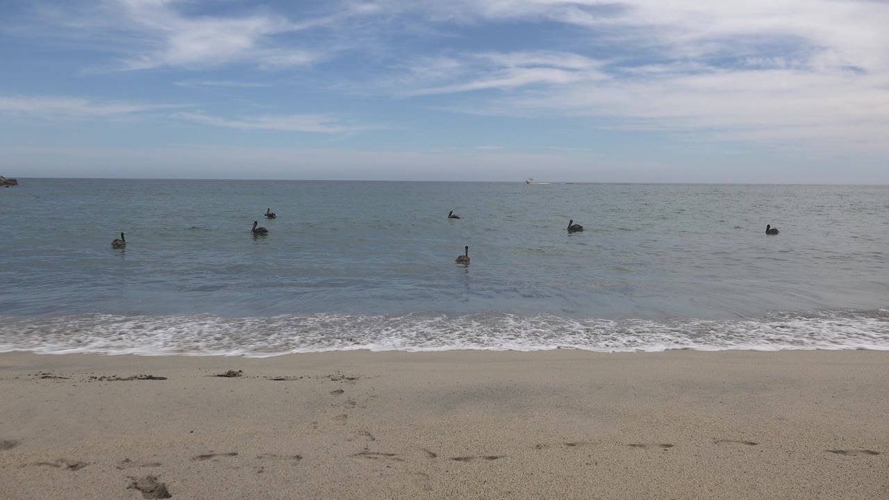 Ducks spaced across the ocean near a sandy shoreline