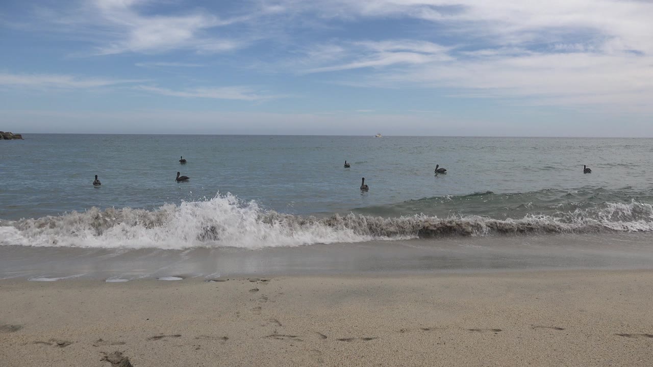 Opening frame of a San Jose Del Cabo beach with wet sand in front, a small wave breaking near shore, scattered dark birds on the water, and no visible people.