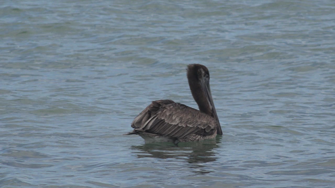 A dark water bird floats near the left side of the frame on rippled blue-green water in San Jose del Cabo, Mexico, with no visible people.