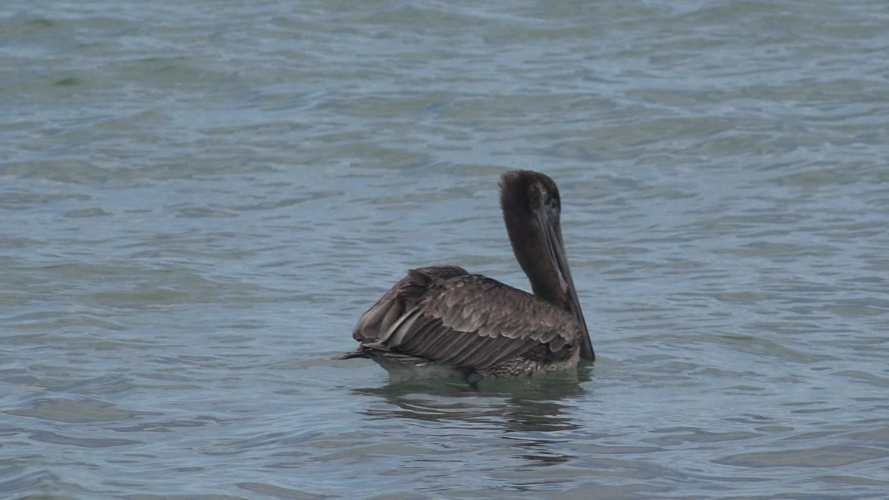 A dark bird sits in the midground on open water in San Jose del Cabo, Mexico, with small waves behind it and no visible people.