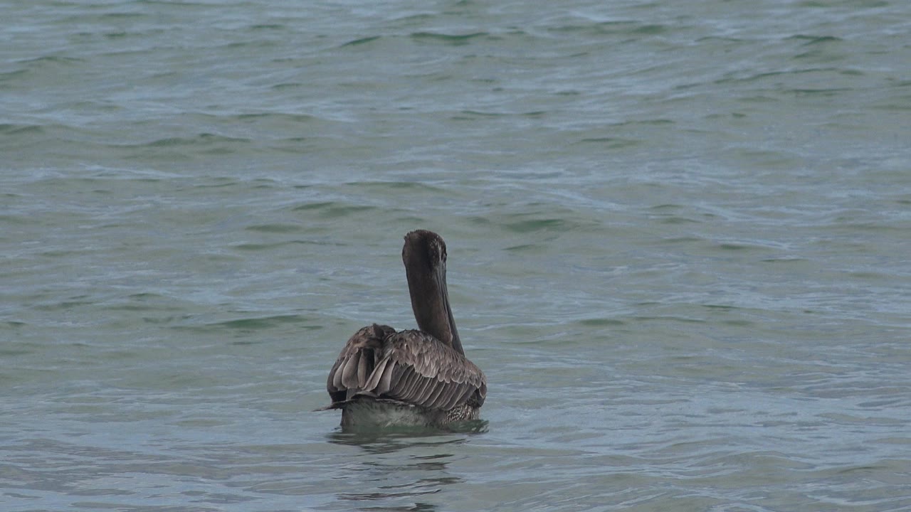 A dark water bird floats away from the camera on blue-green water in San Jose del Cabo, Mexico, with no visible people.