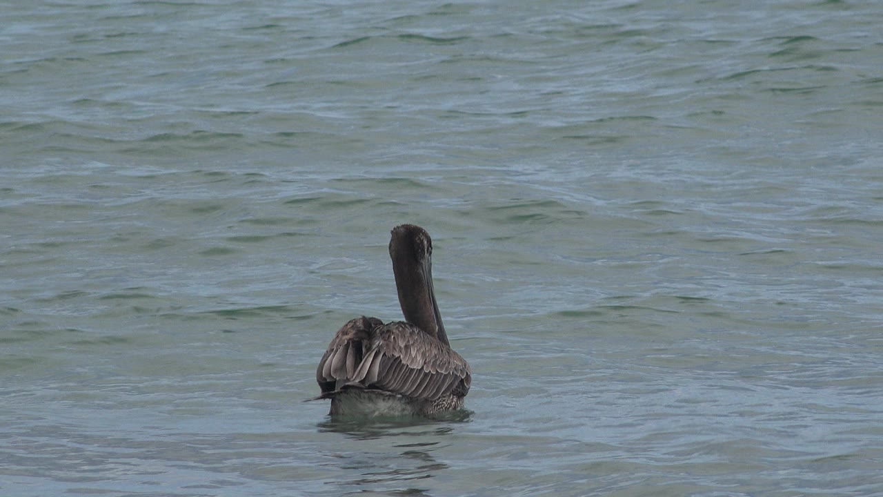 The lone dark water bird sits low in the water with its back and folded feathers visible in San Jose del Cabo, Mexico, with no visible people.