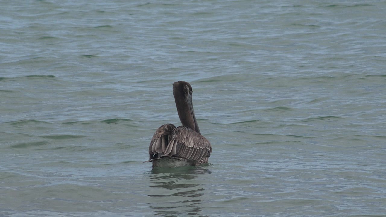 Dark bird drifting on open water with small ripples around it.