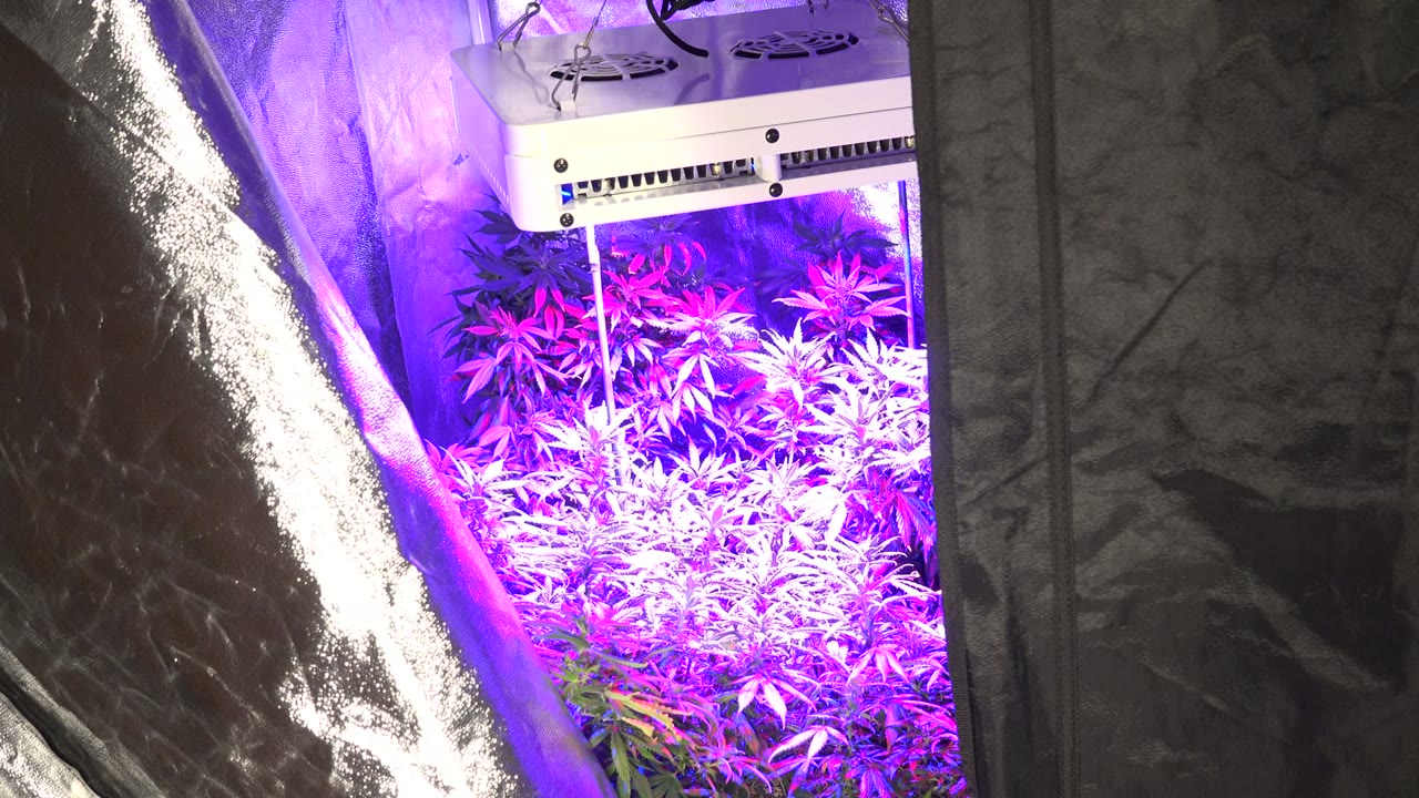Open reflective grow tent with purple-lit plants and white overhead equipment.