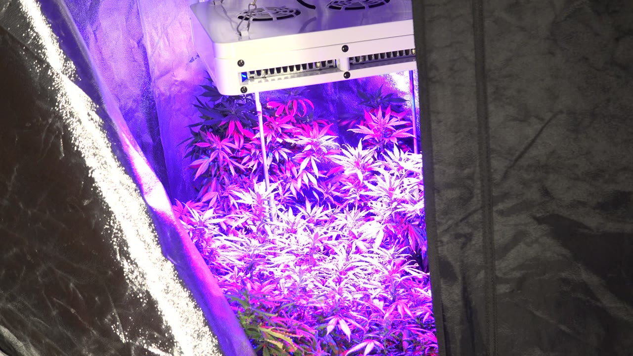 Leafy plants under purple light inside a reflective grow tent.