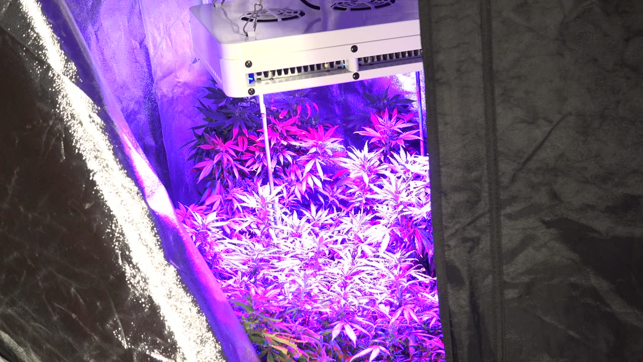At 0:01, the frame holds on the reflective tent wall and purple-lit plant canopy in the Westminster indoor setup, with no visible people.