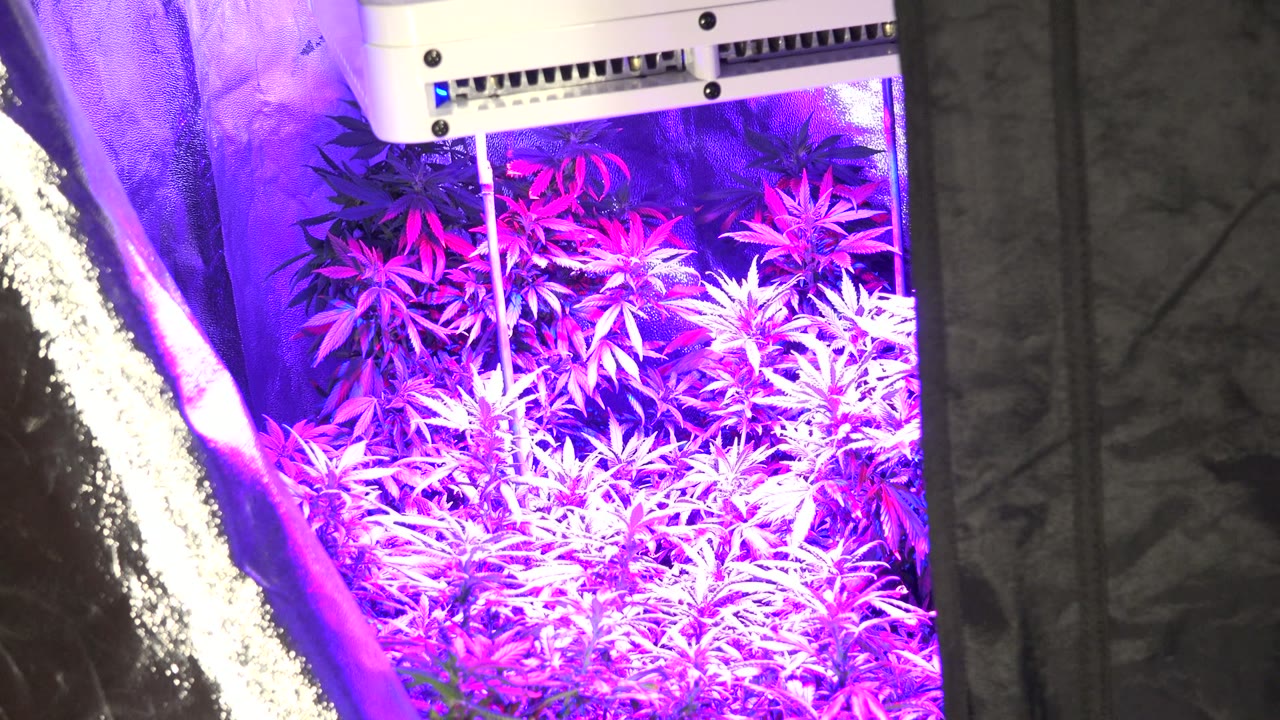 Marijuana plants under purple grow light with lamp fixture above.