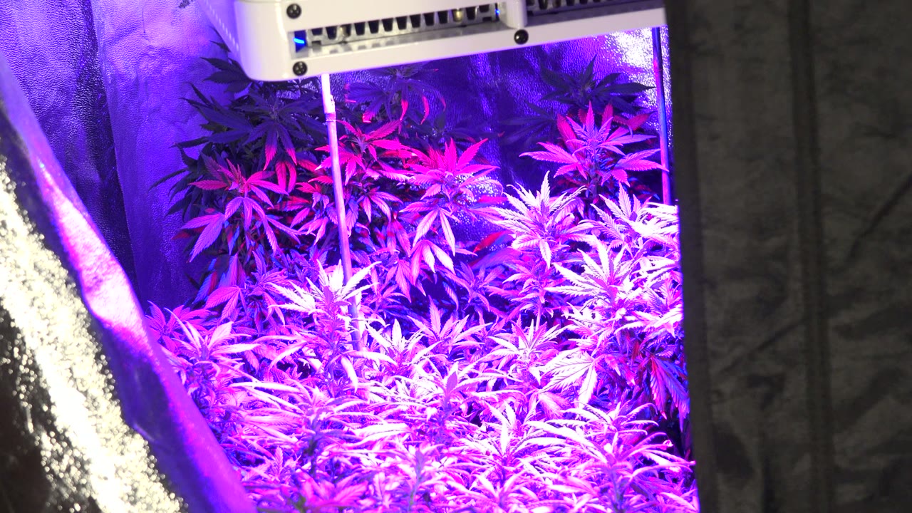 A closer view of the Westminster indoor grow shows marijuana leaves glowing magenta and violet beneath the partially cropped lamp, with no visible people.