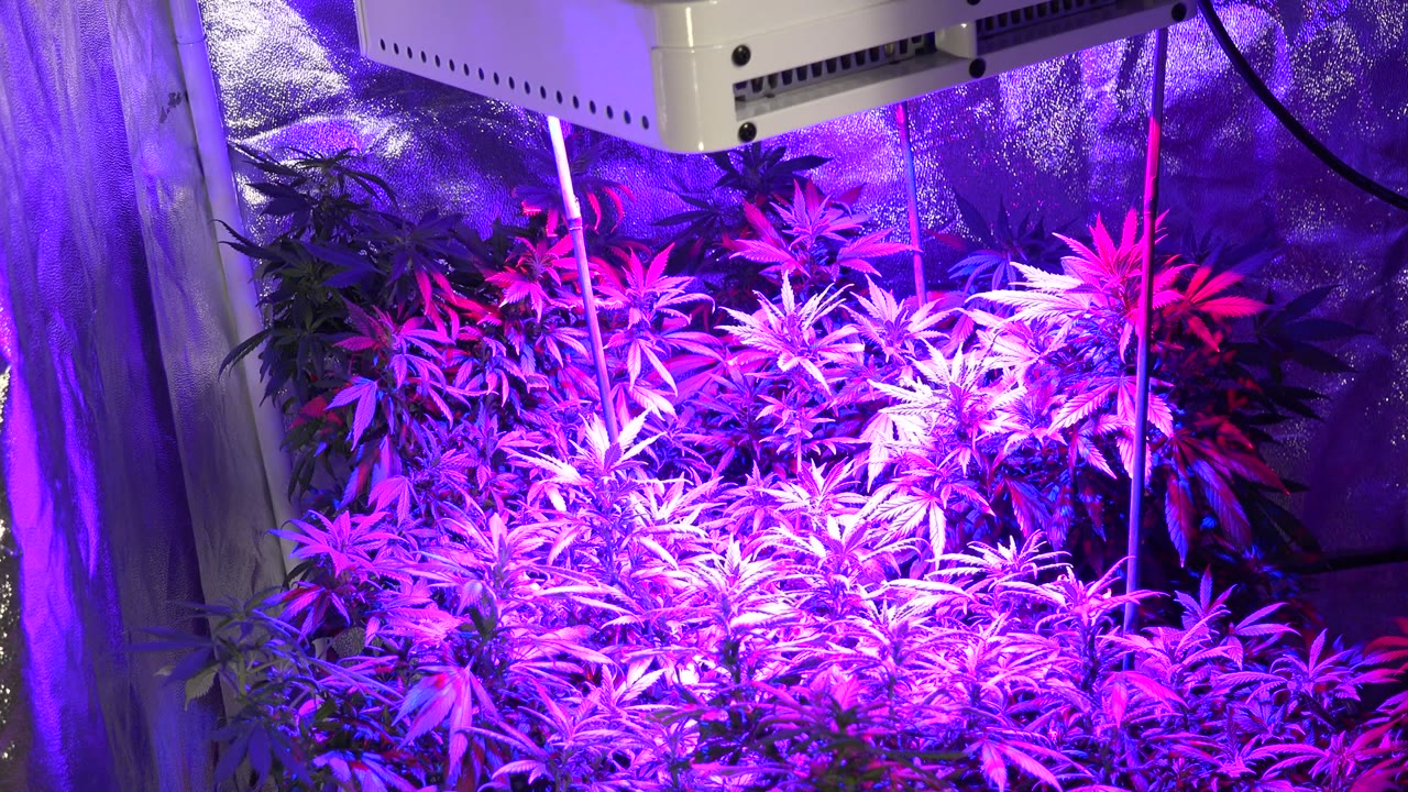 Purple-lit leafy plants under a grow light in a reflective indoor enclosure.