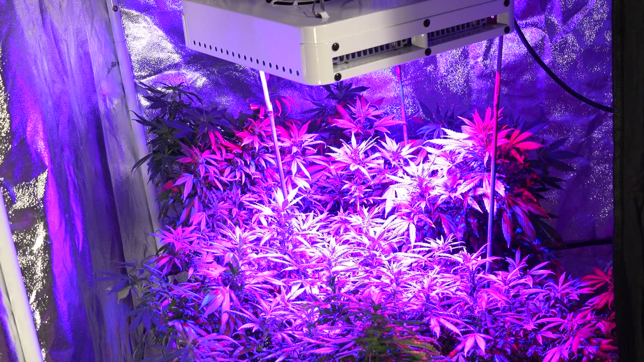 Purple-lit plants inside a reflective indoor grow tent.