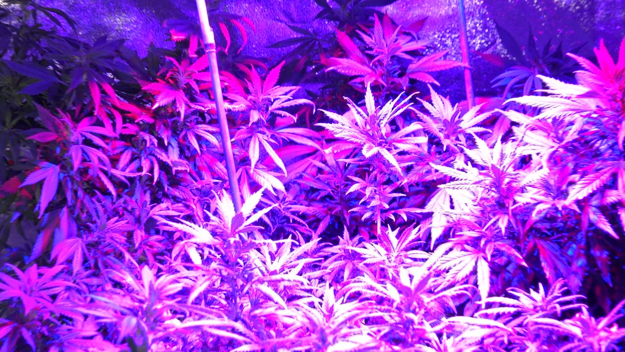 Dense serrated leaves under purple grow lights.