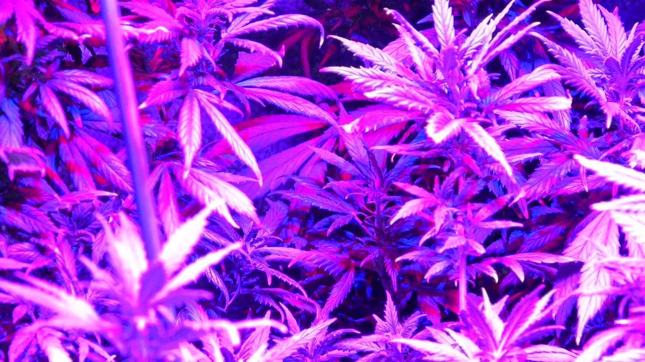 A tighter section of the Westminster foliage shows overlapping serrated leaves, bright violet highlights, darker background growth, and no visible people.