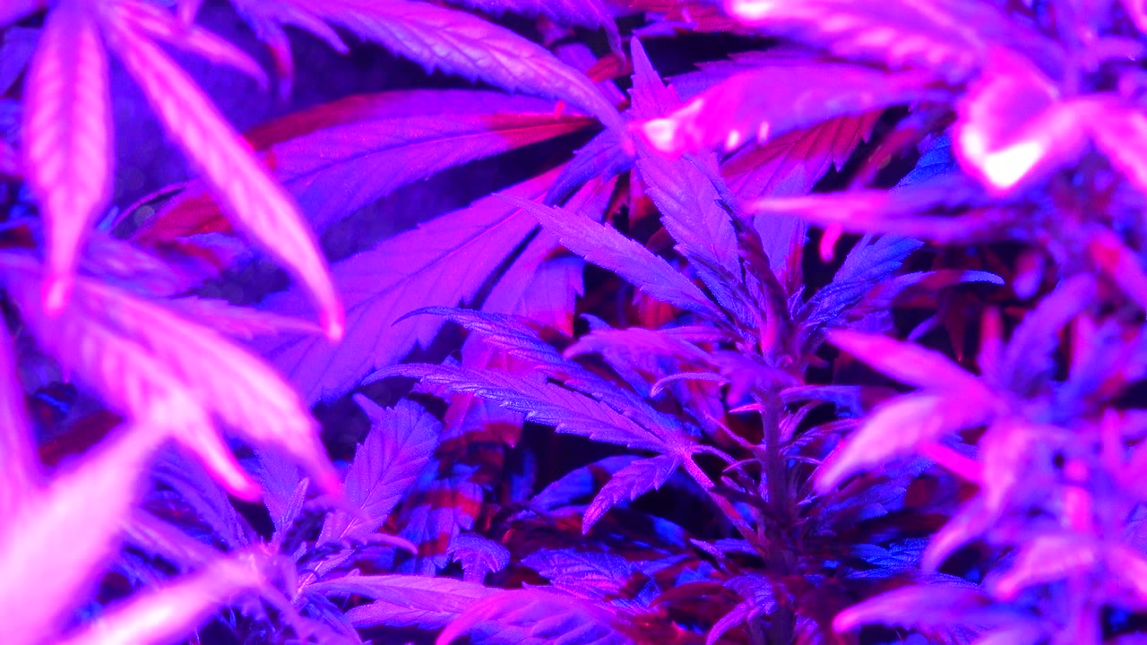 Close marijuana leaves under magenta and blue grow light.
