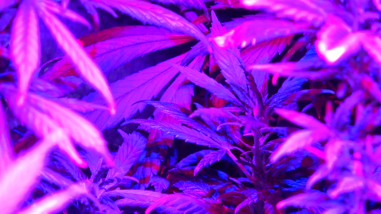 Marijuana foliage fills the frame in Westminster, Colorado, with a blurred leaf crossing the foreground and sharper serrated leaves behind it, no visible people.