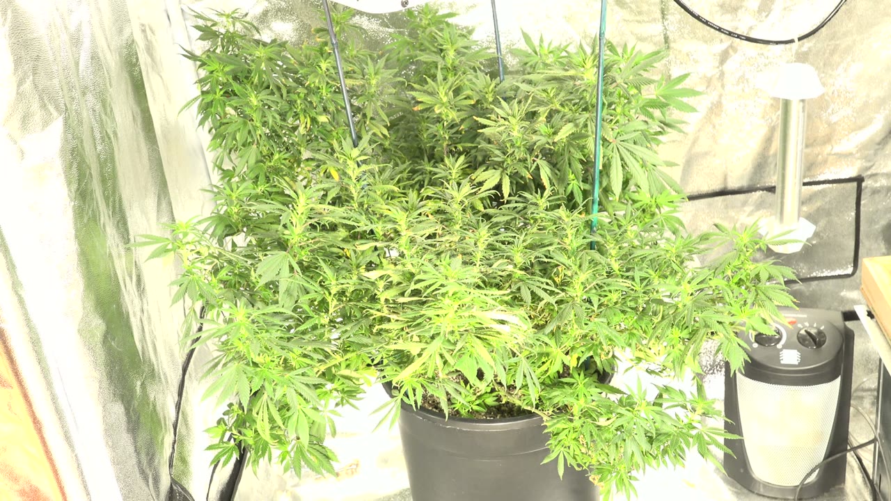 Large green plants in a black pot under bright greenhouse lighting.