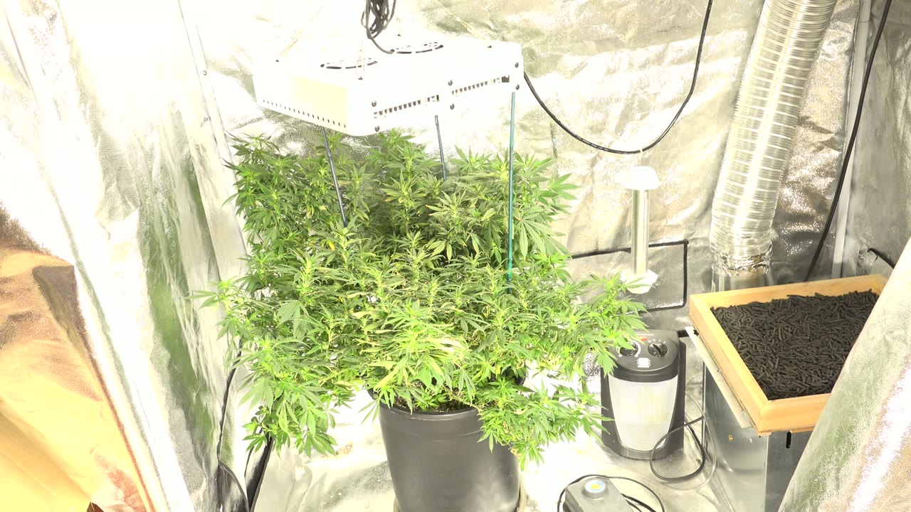 Potted green plants inside a reflective grow tent under bright lighting.