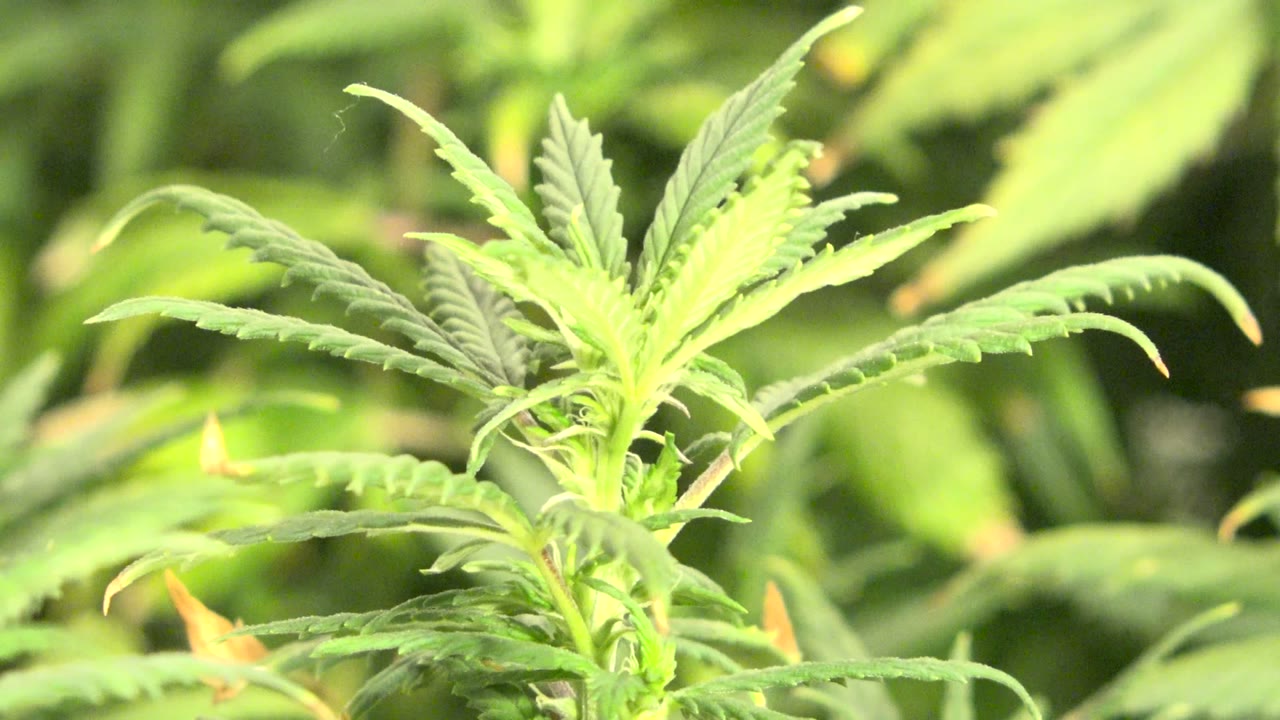 Close view of bright green serrated leaves in Westminster, Colorado, with soft foliage behind them and no visible people.