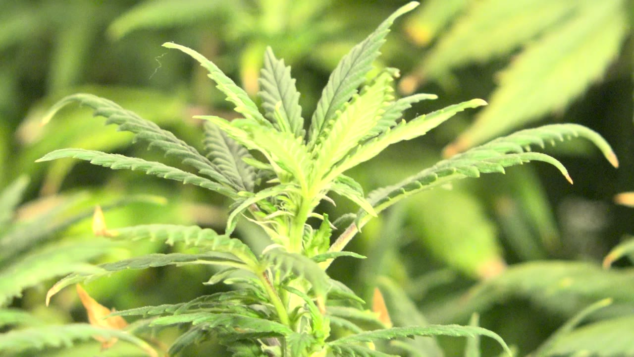 A sunlit plant top remains centered among layered green leaves in Westminster, Colorado, with no visible people.