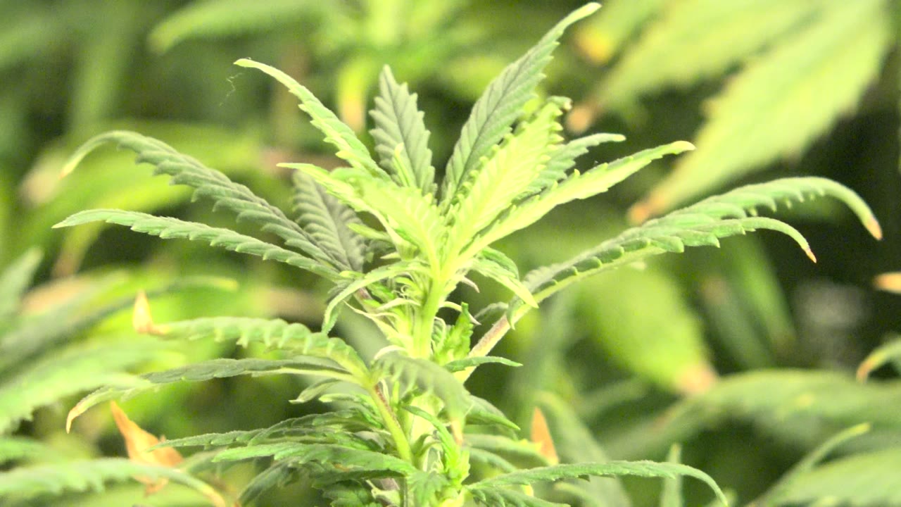 Green plant leaves lit from above with soft foliage in back.